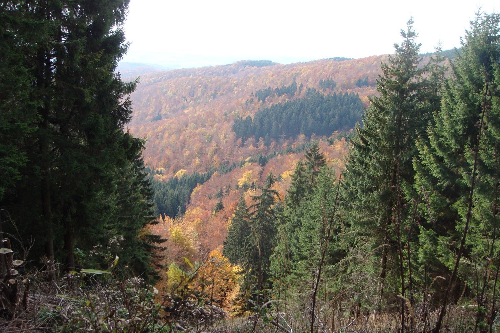 DSC03452.JPG