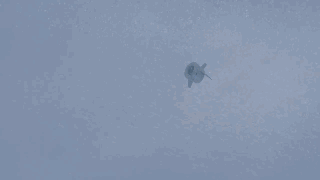 5.gif
