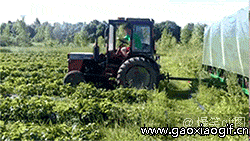 草莓自动化采摘机器人.gif