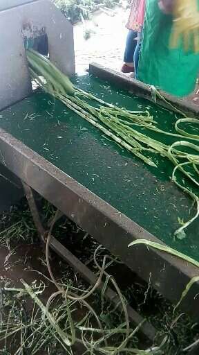 去皮机.jpg