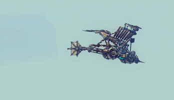 鸽子.gif