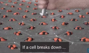 15.gif