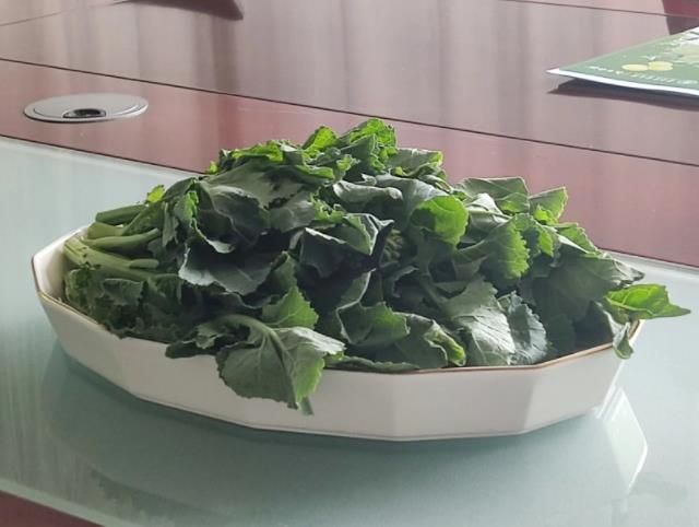 我国科研人员培育出板蓝根青菜.jpg
