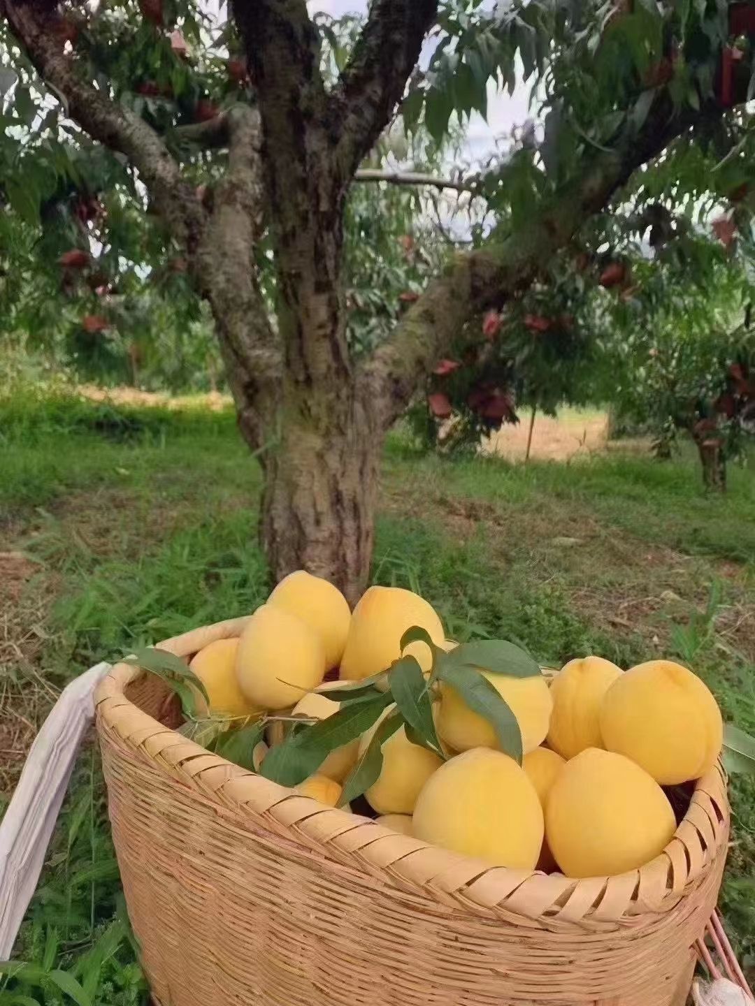现摘现发