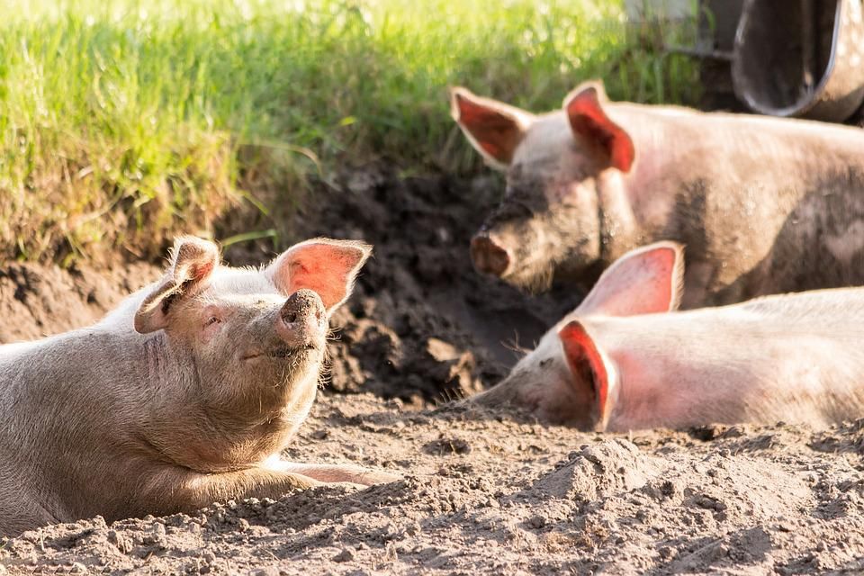 animals-4028140_960_720.jpg