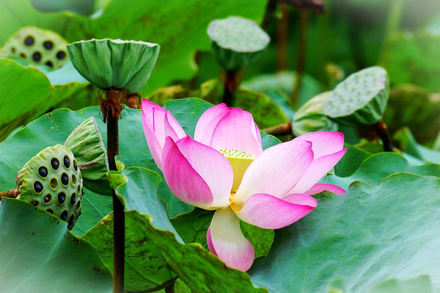 莲花