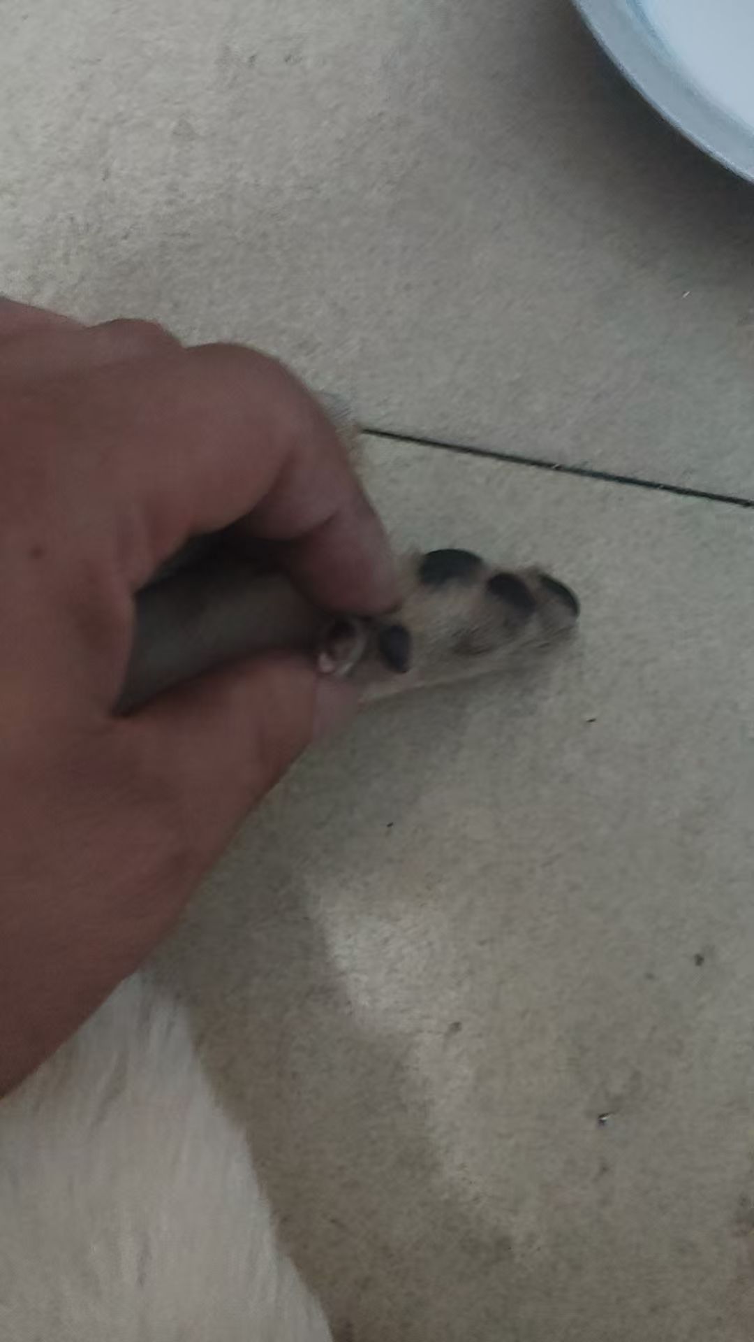 狗二.jpg