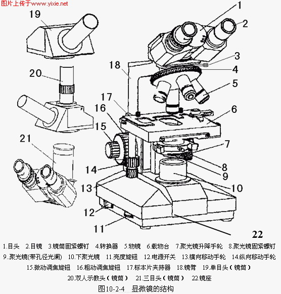 显微镜的结构.jpg