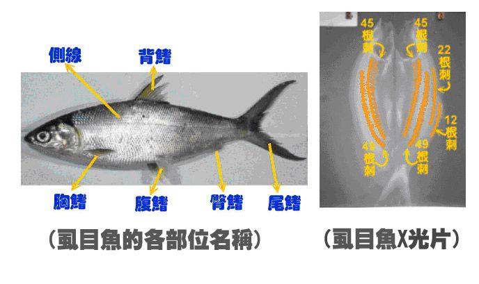 虱目魚刺X光片.jpg
