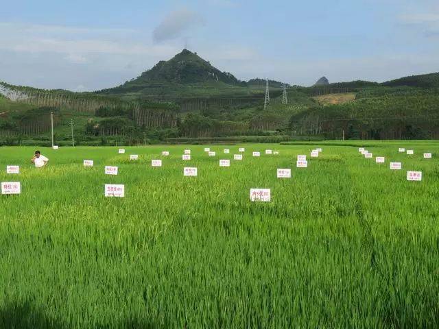 我辛苦种地搞科研,你开心偷菜家里搬,岂有此理